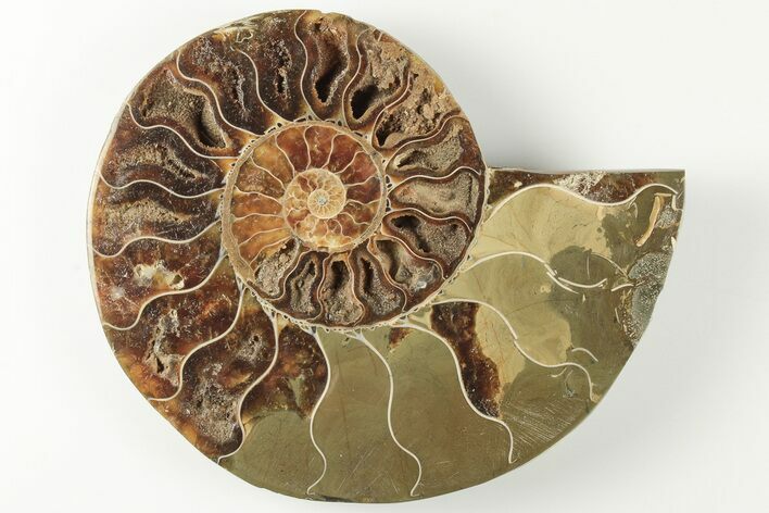 Cut & Polished Ammonite Fossil (Half) - Madagascar #200052